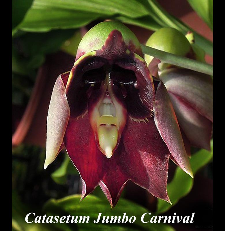 Catasetum Jumbo Carnival